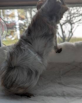 Rescue Guinea Pig and Abyssinian Guinea Pigs for Adoption in Deerfield, New Hampshire - Canon And Snuggle Monster | PetCurious